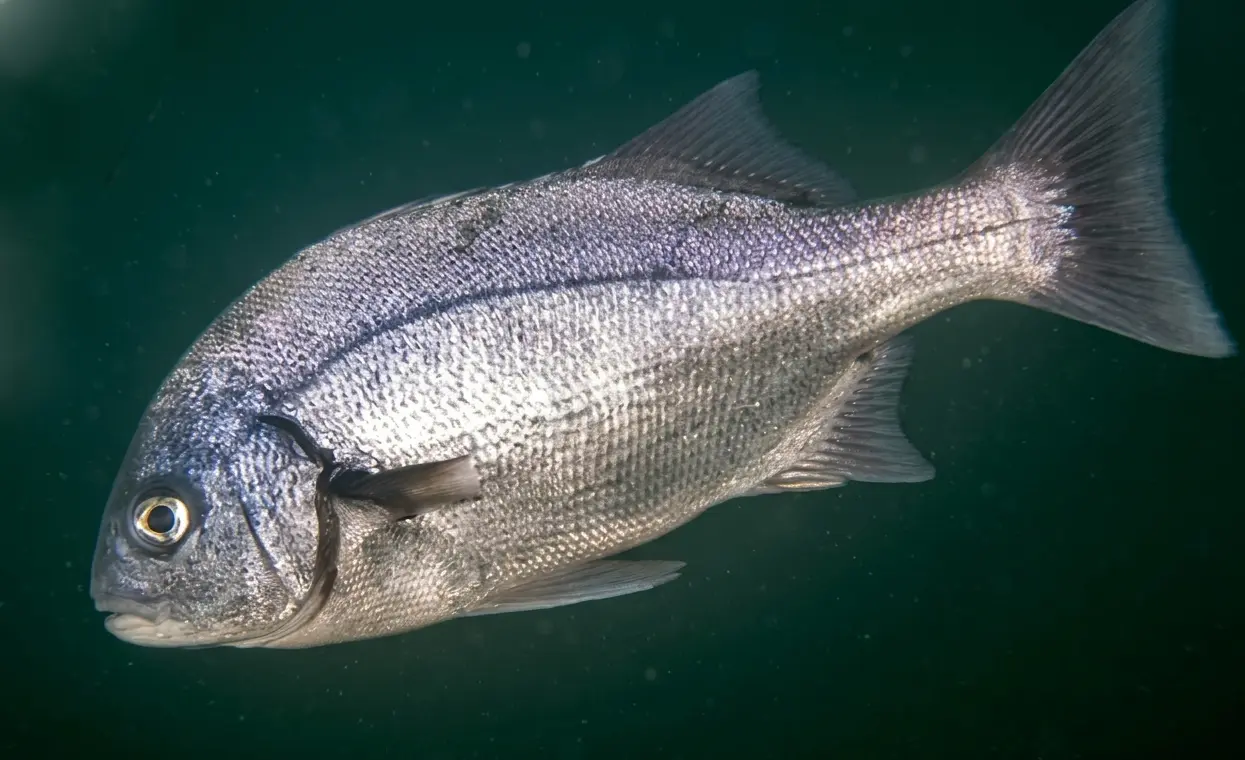 Pesca en la desembocadura del río Zaña